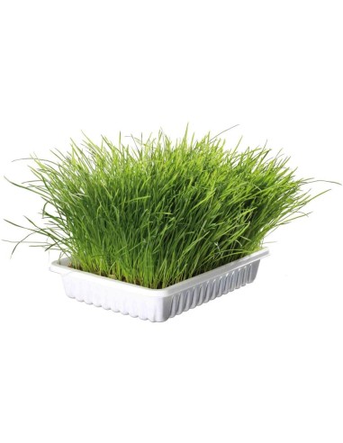 Kleintier-Grass Schale ca. 100 g